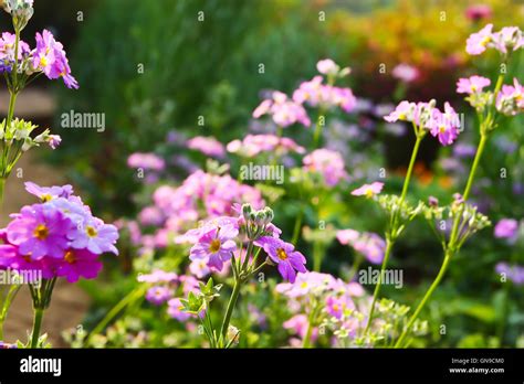 Pink flower background Stock Photo - Alamy