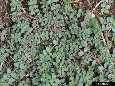 Euphorbia prostrata