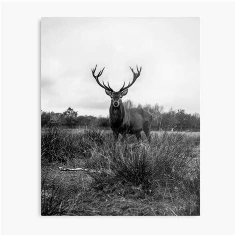 "Stag in black and white" Metal Print by OranguArt | Redbubble