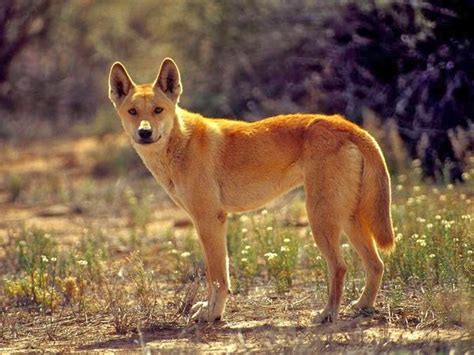 Dingo | Wild Life World