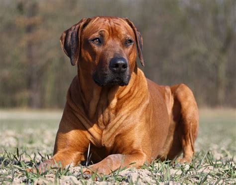 The 6 Best Dogs for Adventure: The Rhodesian Ridgeback | Fun Animals Wiki, Videos, Pictures, Stories