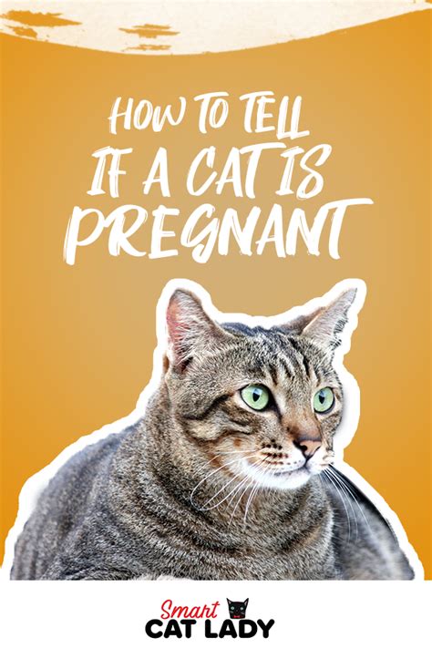 Check here to find out the cat pregnancy symptoms so you can whether your cat is pregnant by ...