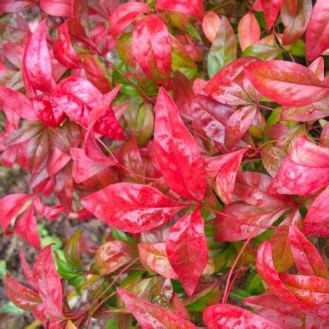 Firepower Nandina | Dwarf Nandina Firepower - PlantingTree