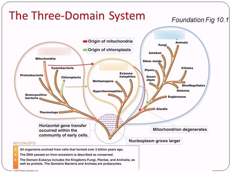 the 3 domains Diagram | Quizlet