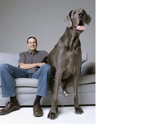 Giant George: Great Dane Is Guinness World Record Holder for Tallest ...