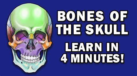 BONES OF THE SKULL - LEARN IN 4 MINUTES - YouTube