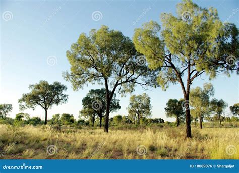 Vegetation In Desert - Australia Royalty Free Stock Image - Image: 10089076