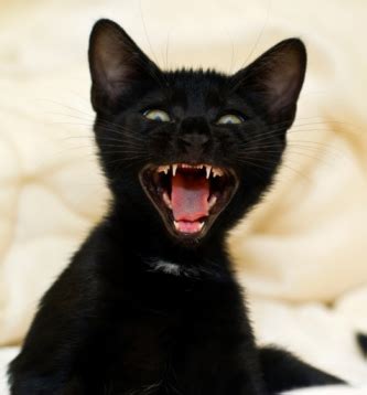 Kitten Teeth: Top Tips for Dental Care - Raising Happy Kittens