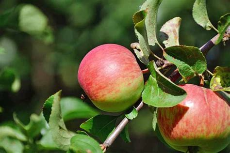 19 Best Apple Tree Varieties (with a Guide to Flowering Groups ...