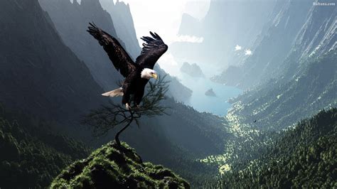 Eagle HD Wallpapers 29692 - Baltana