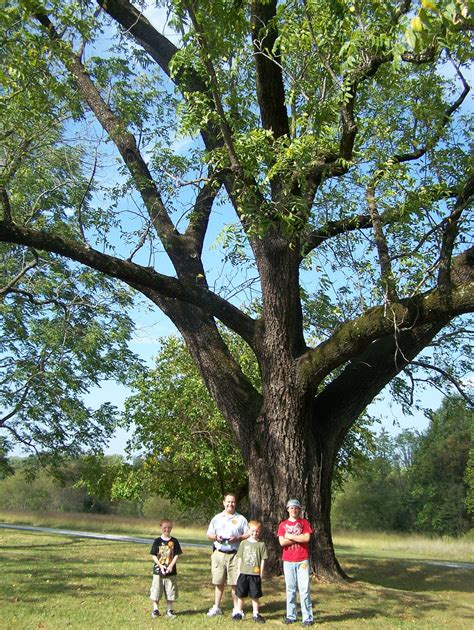 Around Roanoke, VA (A Daily Photo Blog): Black Walnut Tree - Poplar Forest