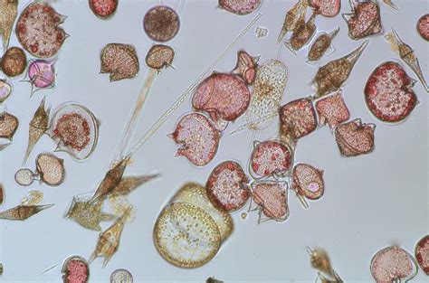 Plant-like Protists - Science News