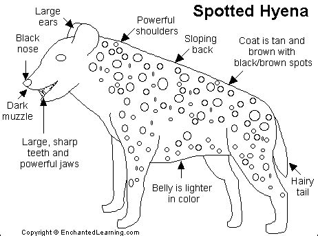 Hyena Printout- EnchantedLearning.com