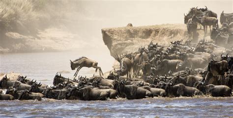 What is Wildebeest Migration | Safaris Masai Mara | Basecamp Explorer