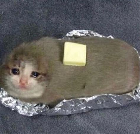 sad cats = sad baked potatoes : r/sadcats