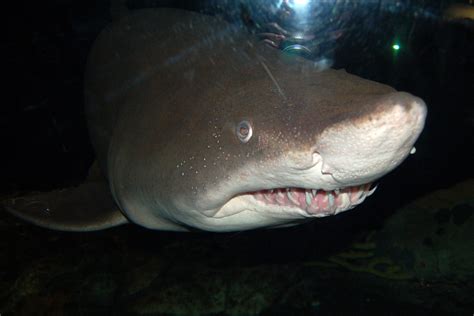 Shark at National Aquarium in Baltimore | Rob Bluey | Flickr