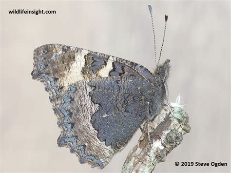 A January Butterfly | Wildlife Insight