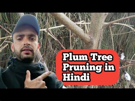 Plum Tree Pruning in Hindi - YouTube