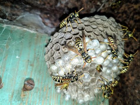 Wasp Species Polished on Nest. Wasp Nest Stock Photo - Image of hornets ...