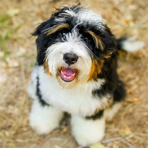 #1 | Bernedoodle Puppies For Sale In Seattle WA | Uptown