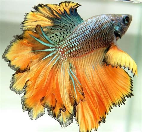 17 Best images about Betta Fish on Pinterest | Betta tank, Auction and ...