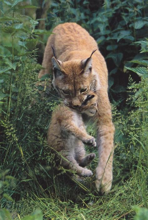 redlynx's postcards: Lynx with cub