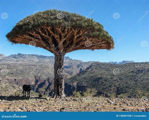 Dragons Blood Tree on Socotra Island - Yemen Editorial Stock Photo - Image of drachenblut ...