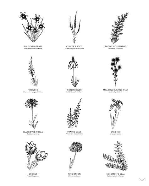 12 Manitoba Wild Prairie Flowers - Etsy Canada | Prairie flower, Flower sketches, Types of flowers