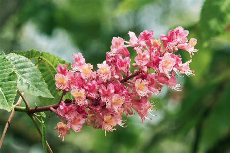 What Is A Red Horsechestnut: Tips For Growing A Red Horsechestnut Tree