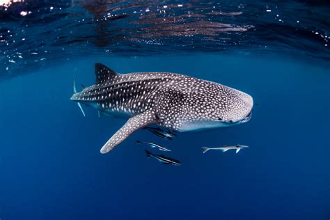 Fact file: Whale shark (Rhincodon typus) - Australian Geographic