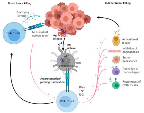 Cancers | Free Full-Text | CD4+ T Cells: Multitasking Cells in the Duty of Cancer Immunotherapy