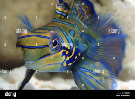 Mandarin fish mandarinfish SYNCHIROPUS SPLENDIDUS Callionymidae coral sealife sea life blue ...