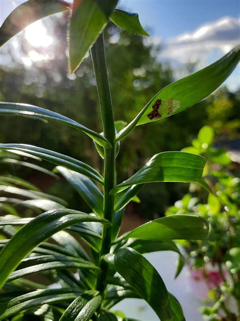 Ladybird eggs hatching on my lily plant :) : houseplants