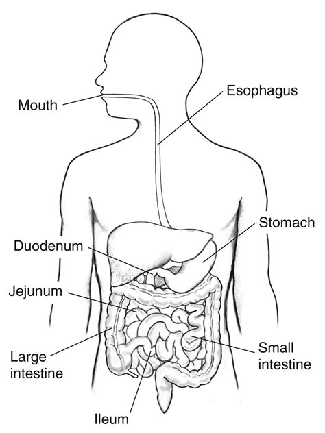 Jejunum Diagram