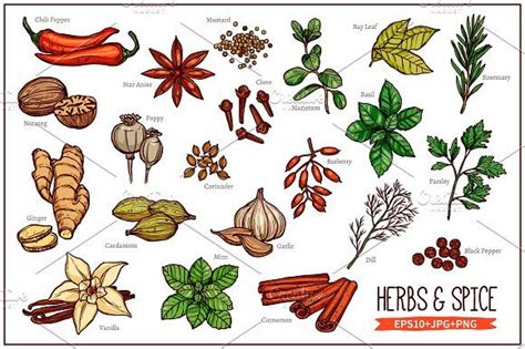 Hand-Drawn Herbs and Spices Illustration