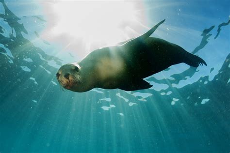 The world's most incredible aquatic mammals