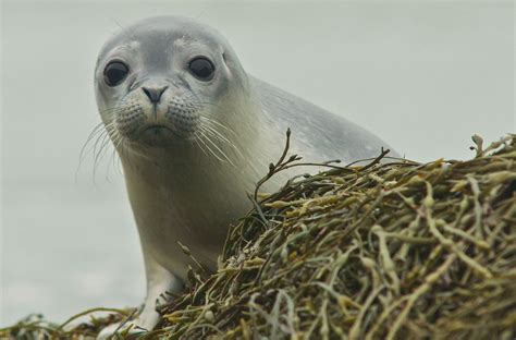 Creature Feature: Harbor Seal