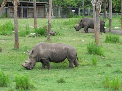 Life Through My Lens: Our visit to the Jacksonville zoo.