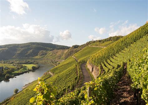 Wine tasting in the Moselle Valley | Audley Travel UK