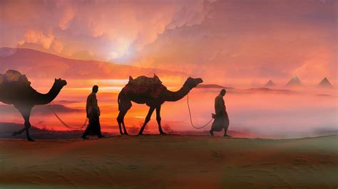 Camel Desert Sunset Wallpaper