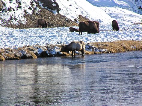 Yellowstone Part II - Winter - FOREVER TOURING