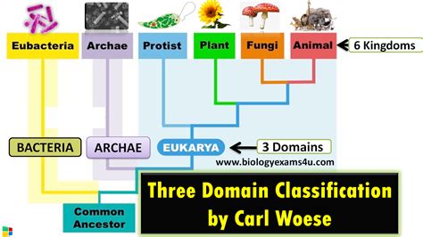 Biology Domains And Kingdoms Chart