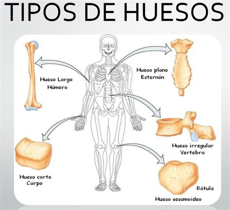 El hueso consta de:Huesos largos.Son de forma alargada y tubular estructurados por un … | Huesos ...