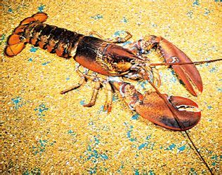 Lobster | Definition, Habitat, Diet, Species, & Facts | Britannica