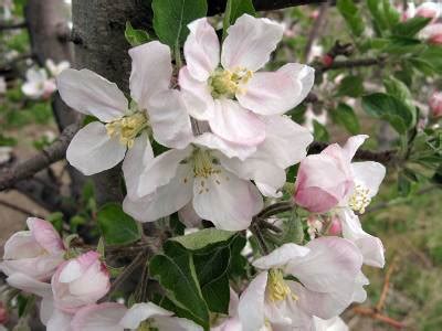 Tree Fruit Growth Stages – Apple | Intermountain Fruit | USU