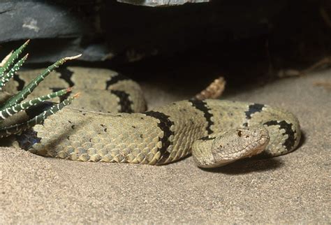 Banded Rock Rattlesnake Photograph by John Mitchell - Pixels