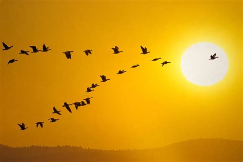 Canada Geese Migration In Sunset Photograph by John Warden - Pixels