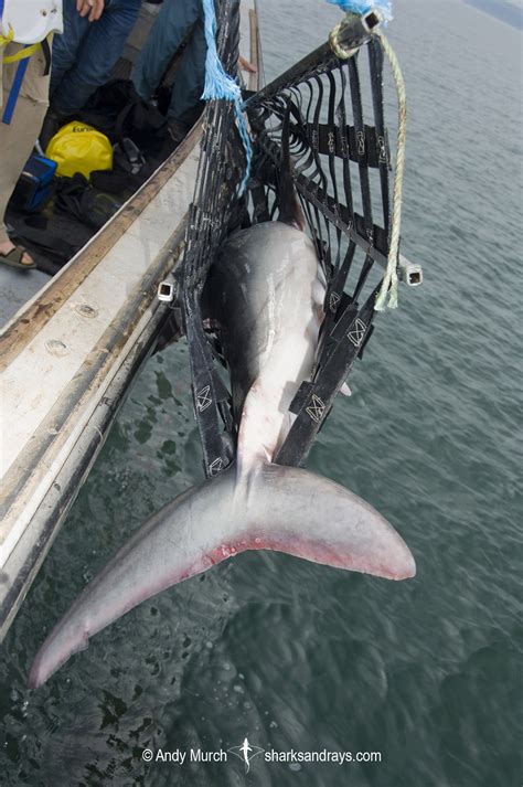 Porbeagle Shark Tagging 003 | Sharks and Rays