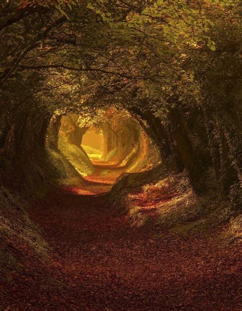 🔥 The Halnaker Tree Tunnel in Sussex, England : r/beautifultrees