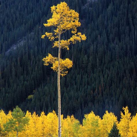 The Quaking Aspen: A Delight of Color, Movement and Sound — The Living Urn